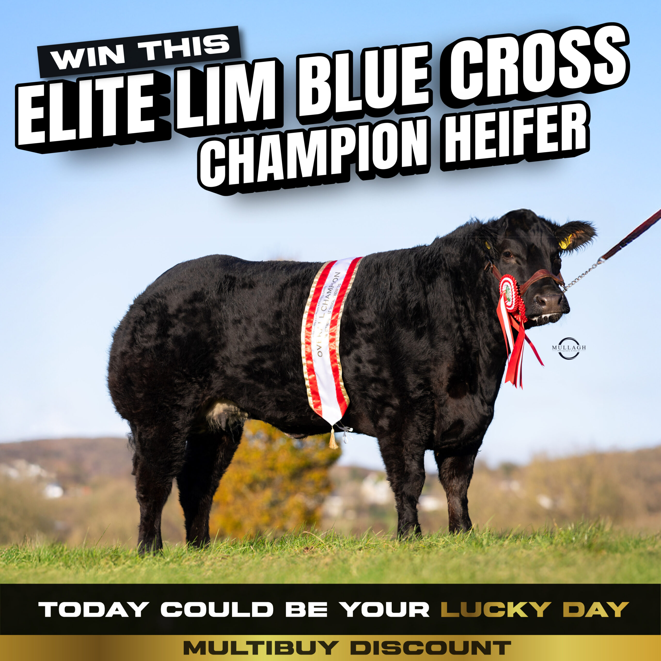 Elite Lim Blue Cross Champion Heifer