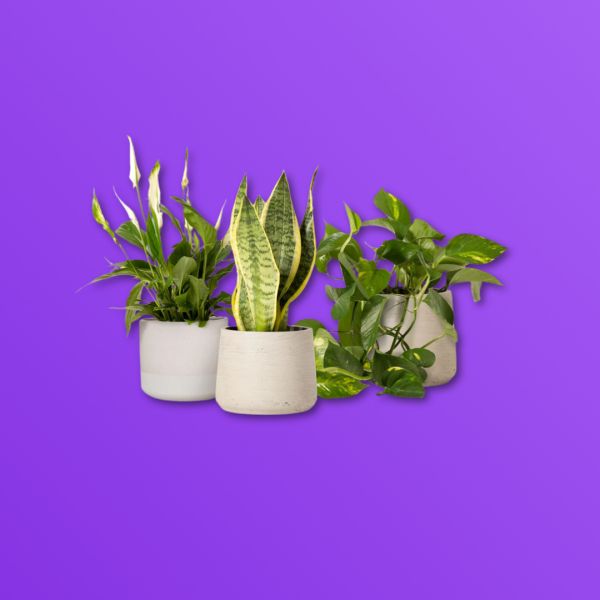 Win a Plant Starter Kit - FREE