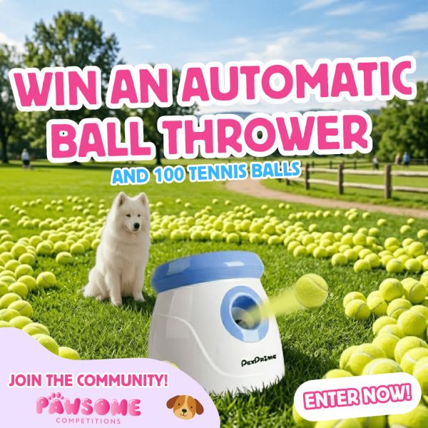 WIN An Automatic Ball Thrower & 100 Balls 🐶⚽