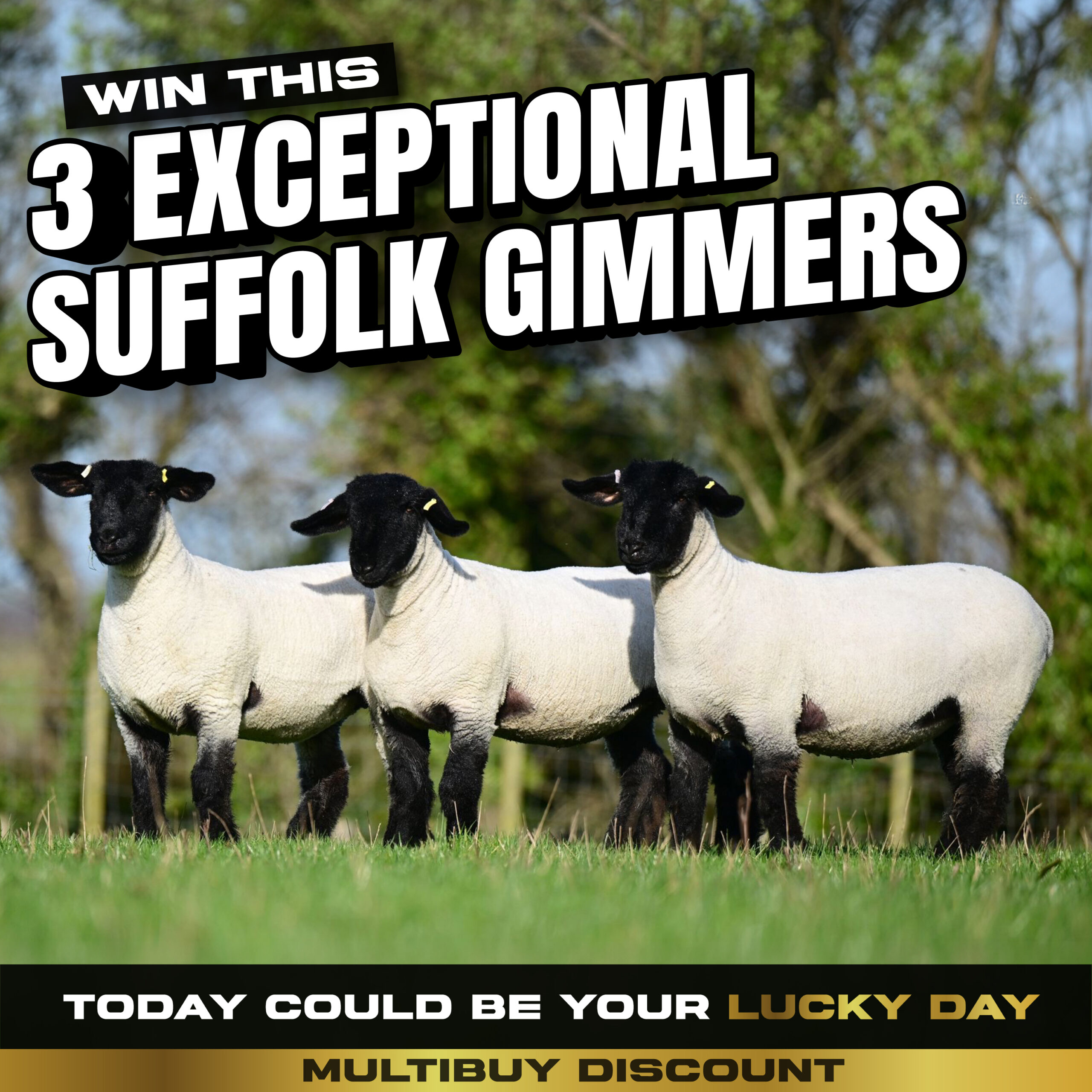 3 Pedigree Suffolk Gimmers